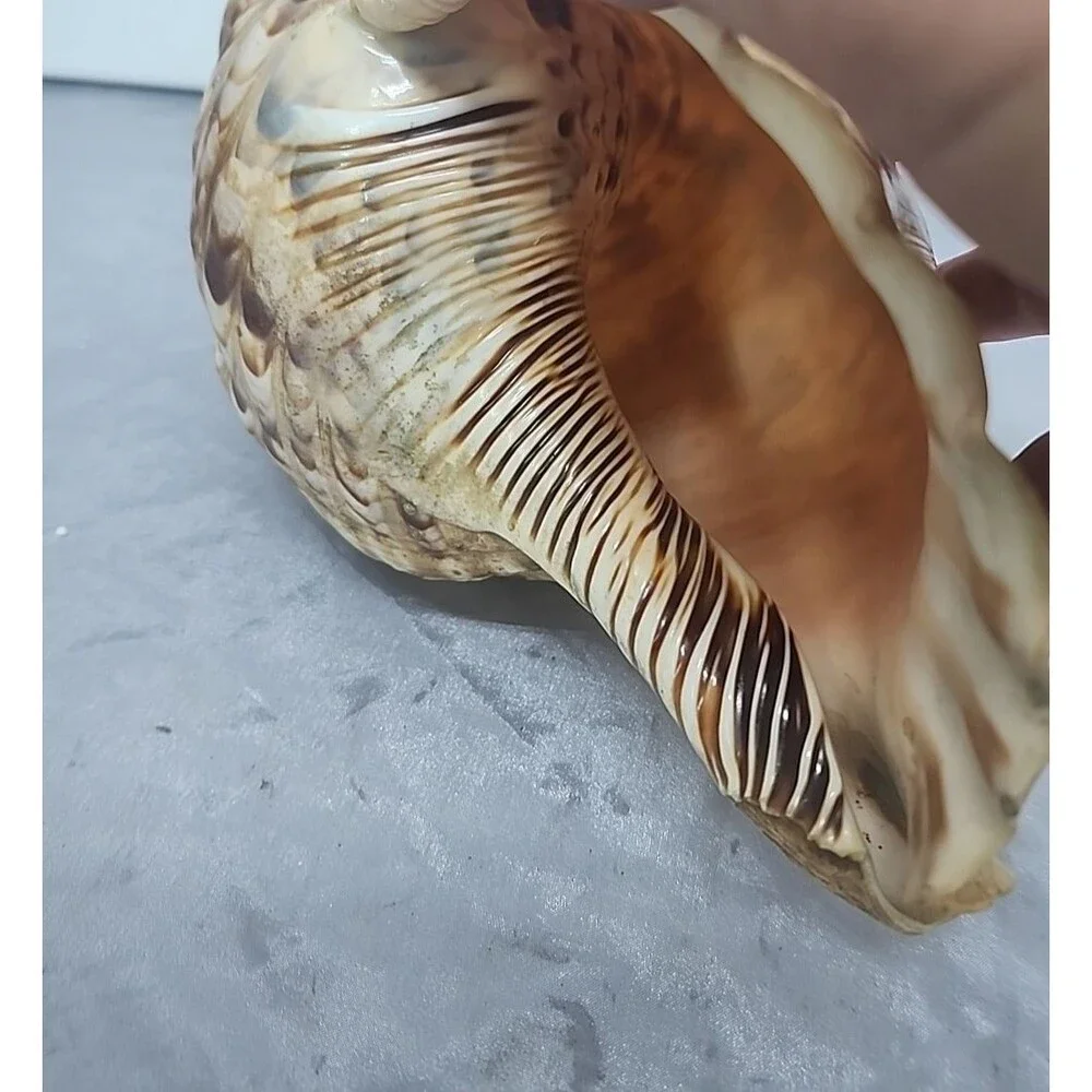Trumpet Triton Charonia Tritonis Shell Conch XL 12” - Picture 6 of 9